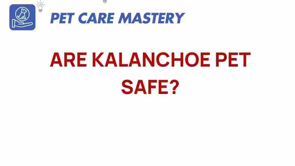 kalanchoe-pet-safe