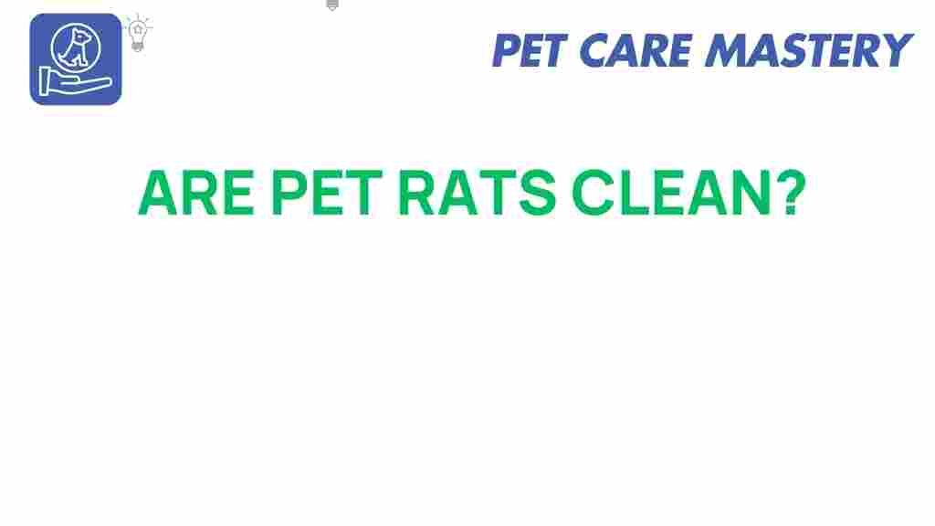 pet-rats-cleanliness