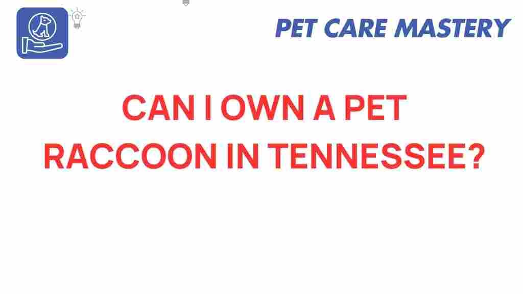 pet-raccoon-tennessee