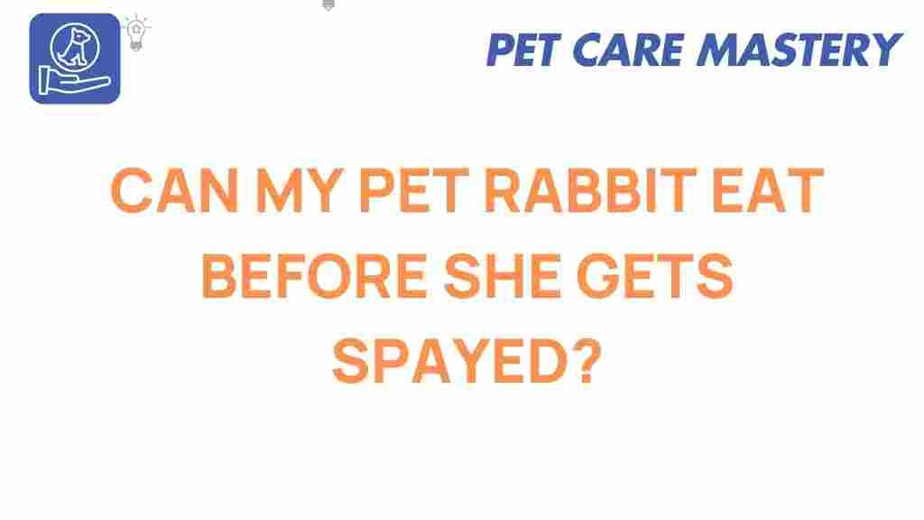 can-my-pet-rabbit-eat-before-spaying