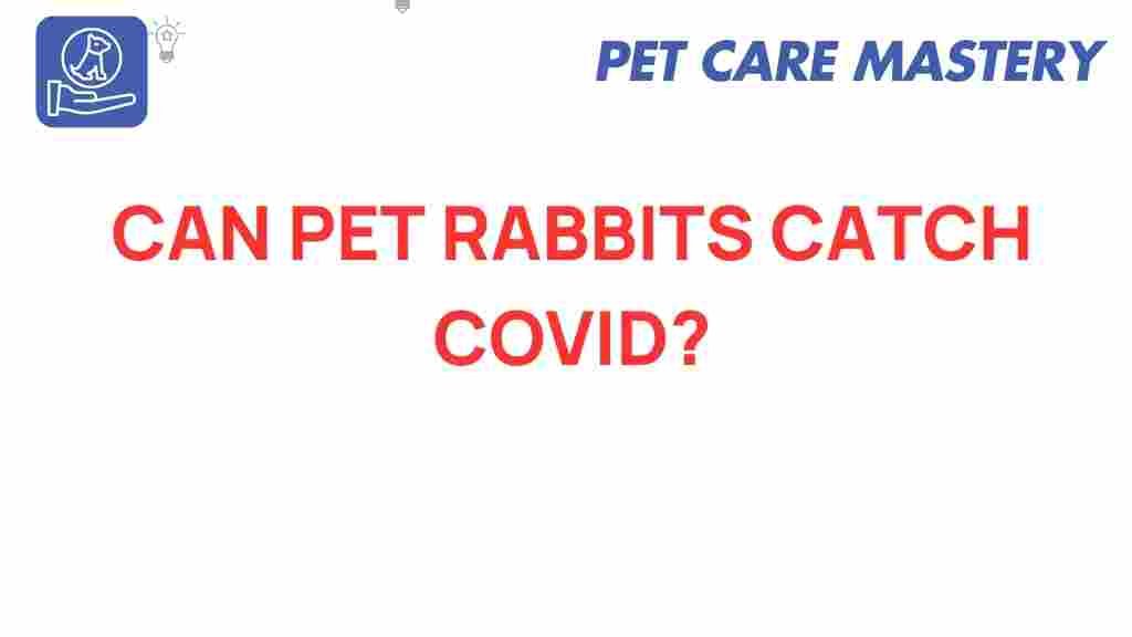 can-pet-rabbits-catch-covid