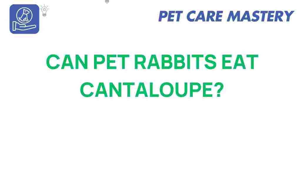 can-pet-rabbits-eat-cantaloupe