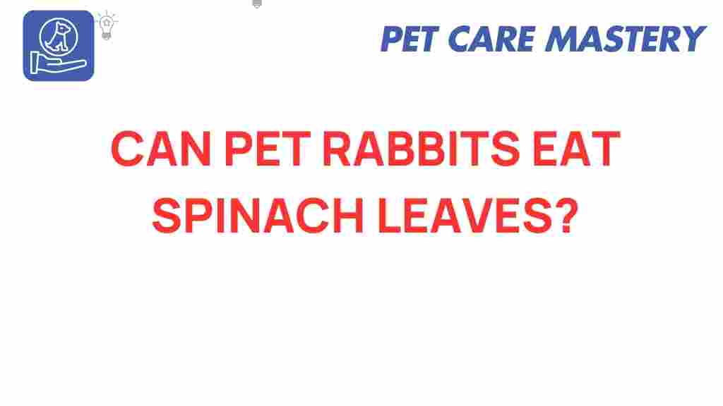 pet-rabbits-eat-spinach