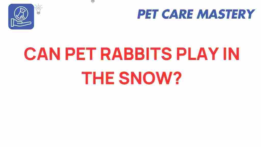 can-pet-rabbits-play-in-the-snow