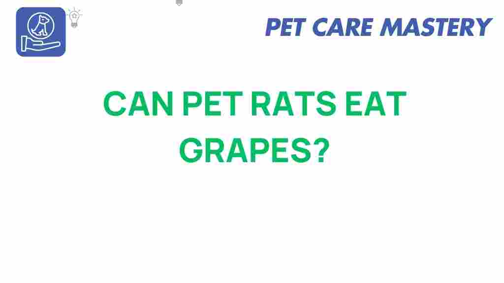 pet-rats-eat-grapes