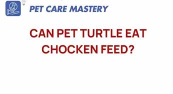 Can Pet Turtles Thrive on Chicken Feed? Unpacking the Truth
