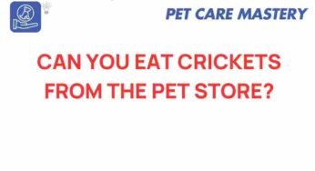 Exploring the Edibility of Pet Store Crickets: A Culinary Adventure