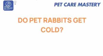 Do Pet Rabbits Get Cold? Understanding Their Unique Needs