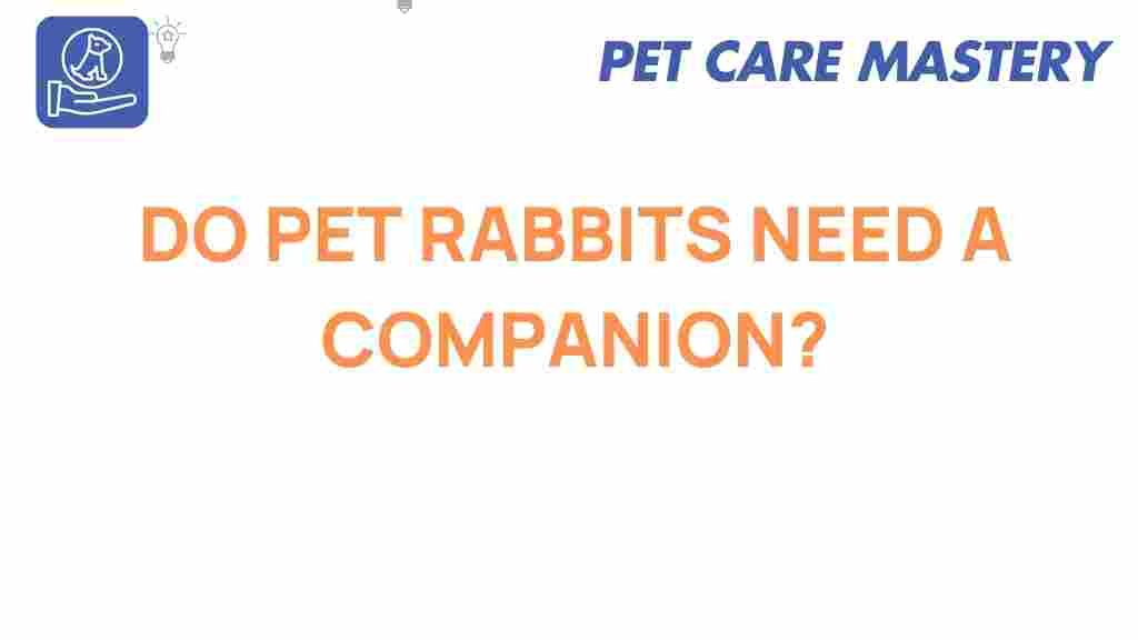 do-pet-rabbits-need-companions