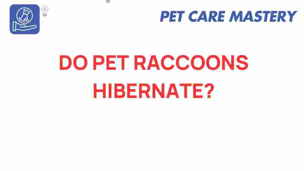 do-pet-raccoons-hibernate