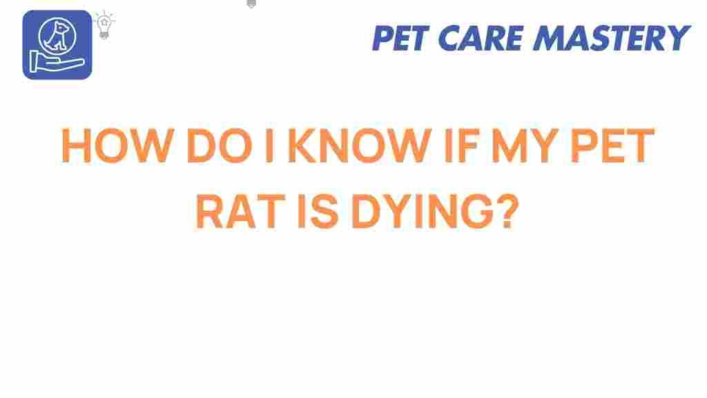 pet-rat-signs-of-illness