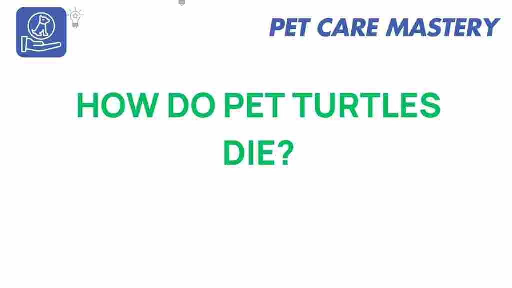 how-do-pet-turtles-die