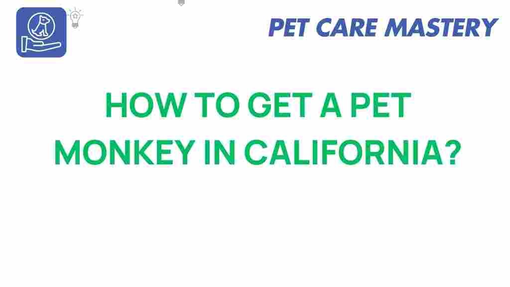 pet-monkey-california