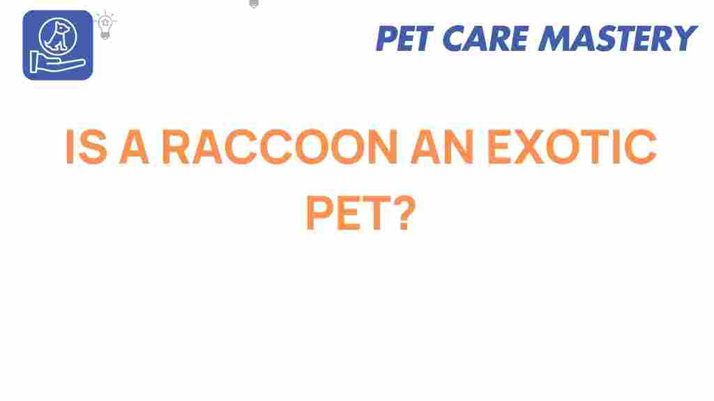 raccoon-exotic-pet-trend