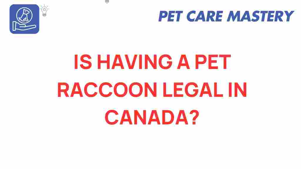 pet-raccoon-legal-canada