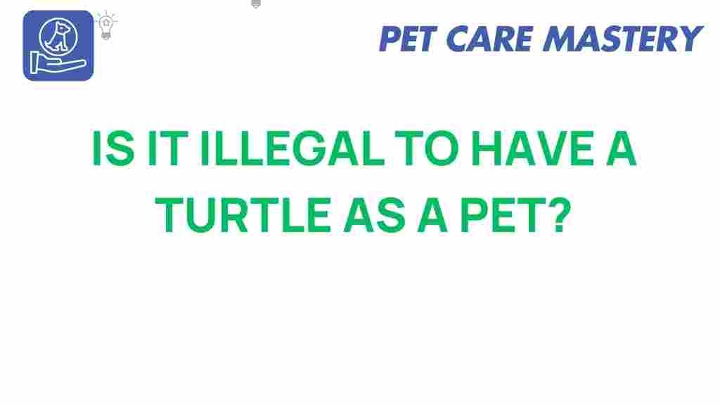 turtle-ownership-legalities