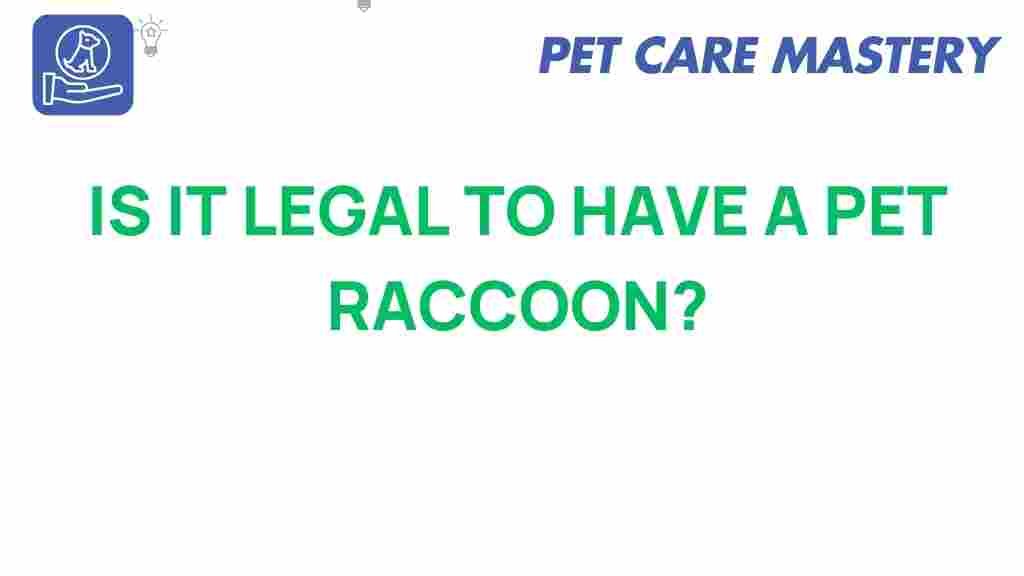 pet-raccoon-legal-or-not