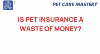 Is Pet Insurance Worth It? Unpacking the Cost vs. Benefit Dilemma