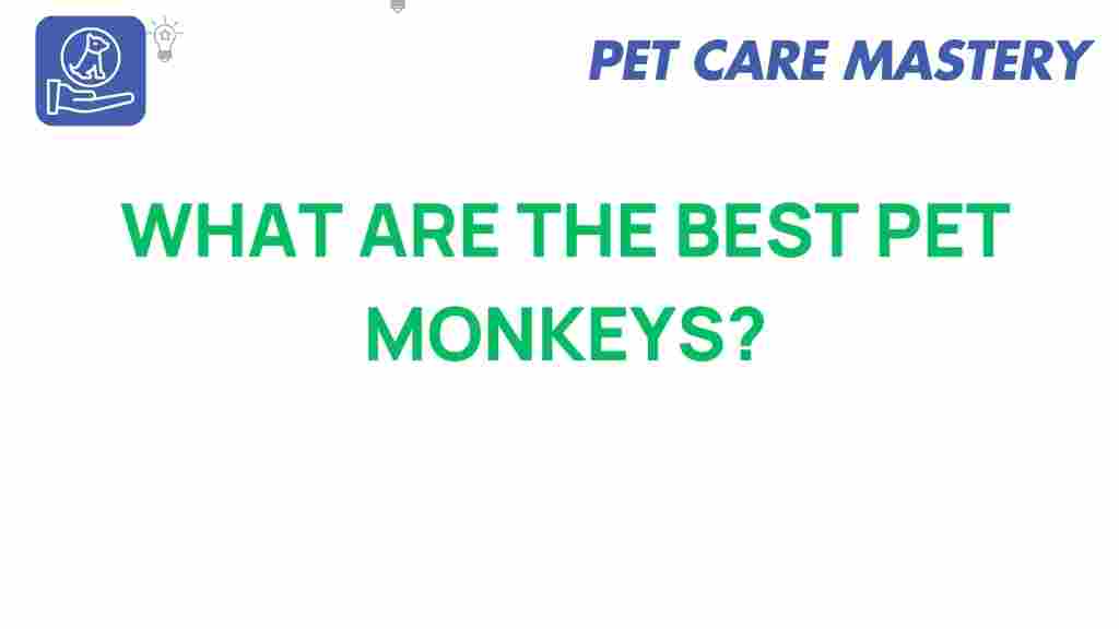 pet-monkeys-best