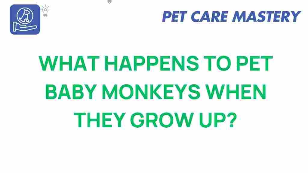 pet-baby-monkeys-journey