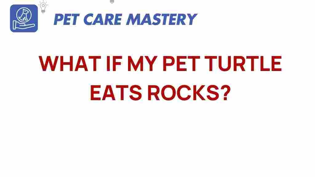 pet-turtles-eating-rocks