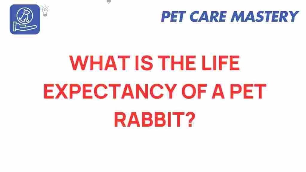 pet-rabbit-lifespan