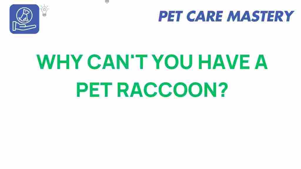 pet-raccoon